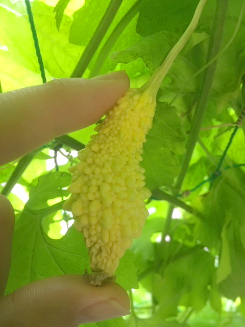 グリーンカーテン２０２０ ２３ 板橋区立リサイクルプラザ