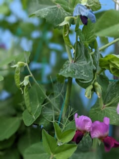 いたぷらコンポスト＃４５熟成たい肥で種まき⑥えんどう豆の実