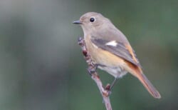 【12月4日(日)】荒川生物生態園の冬鳥観察会