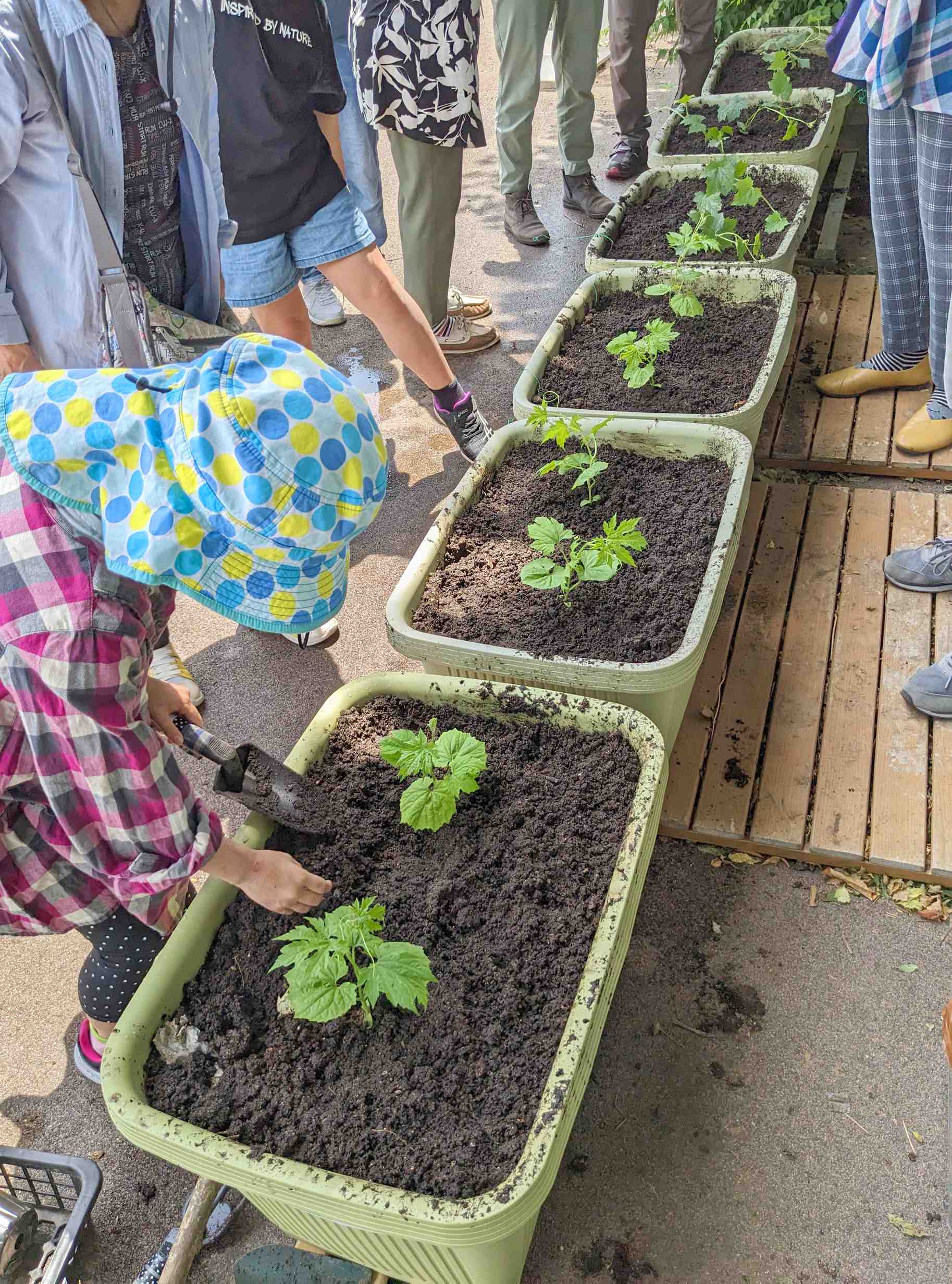 底板が腐らない 木製 コンポスト プランター 簡易 温室 - 植物/観葉植物