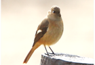 【12月3日(日)】荒川生物生態園の冬鳥観察会