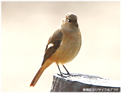 【12月3日(日)】荒川生物生態園の冬鳥観察会