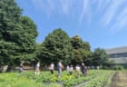 【6月15日(日)】都市農業THE HASUNE FARMツアー
