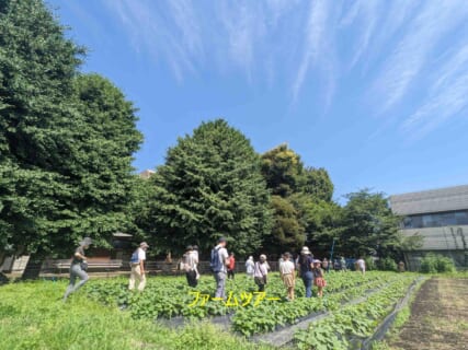 【6月15日(日)】都市農業THE HASUNE FARMツアー
