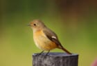 【12月8日(日)】荒川生物生態園の冬鳥観察会