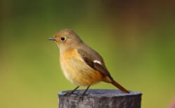 【12月8日(日)】荒川生物生態園の冬鳥観察会