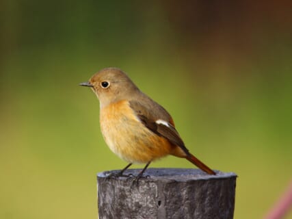 【12月8日(日)】荒川生物生態園の冬鳥観察会