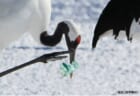 【5月1日～5月31日】パネル展「プラスチックごみと野鳥」