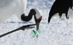 【5月1日～5月31日】パネル展「プラスチックごみと野鳥」