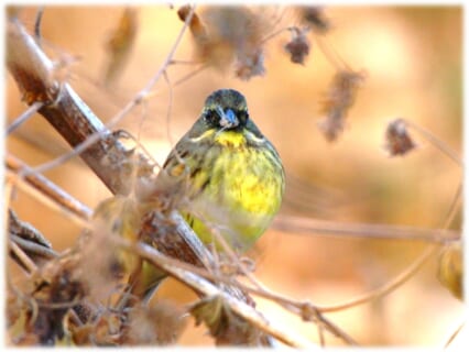 【12月7日(日)】荒川生物生態園の冬鳥観察会