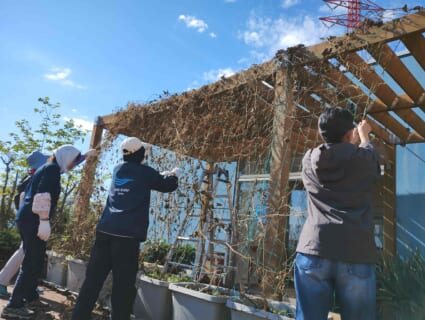 コミュニティコンポスト第五期2025#6「ゴーヤとへちまのつるの撤去＆プランター土づくり」