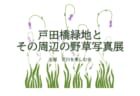 【3/2～31】パネル展<br>「荒川戸田橋緑地周辺の野草写真展」