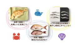 【8月4日(火)】美味しくいただく海のめぐみ～おさかな解剖体験～