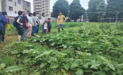 【6月14日(日)】都市農業THE HASUNE FARMツアー