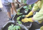 コミュニティコンポスト2026第六期#2「コンポストたい肥と自家製腐葉土で土づくり＆グリーンカーテン苗植え」