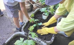 コミュニティコンポスト2026第六期#2「コンポストたい肥と自家製腐葉土で土づくり＆グリーンカーテン苗植え」