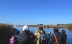 【12月6日(日)】荒川生物生態園の冬鳥観察会